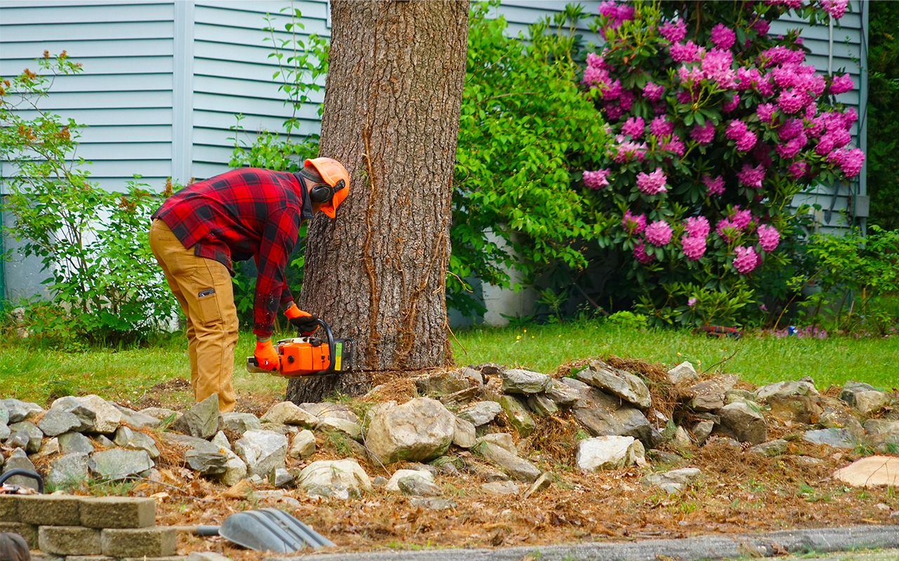Member of JC Pro Tree services using a chainsaw to cut a tree down